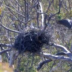 Haliaeetus leucogaster (White-bellied Sea-Eagle) at Googong Foreshore - 10 Sep 2023 by jb2602