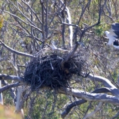 Haliaeetus leucogaster at Googong, NSW - suppressed