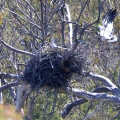 Haliaeetus leucogaster at Googong, NSW - suppressed