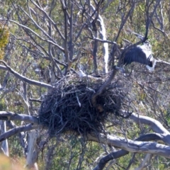 Haliaeetus leucogaster at Googong, NSW - suppressed