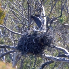 Haliaeetus leucogaster at Googong, NSW - suppressed