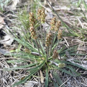 Plantago coronopus at Lerida, NSW - 10 Sep 2023 01:50 PM