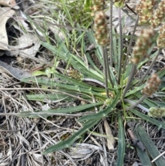 Plantago coronopus at Lerida, NSW - 10 Sep 2023 01:50 PM