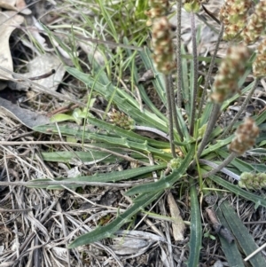 Plantago coronopus at Lerida, NSW - 10 Sep 2023 01:50 PM