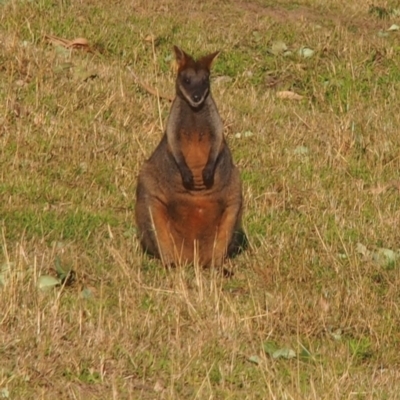 Wallabia bicolor (Swamp Wallaby) at Kangaroo Valley, NSW - 11 Sep 2023 by lbradley