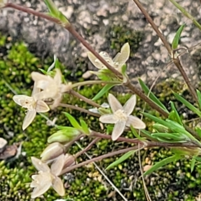 Sagina apetala (New Zealand Moss) at Ulladulla, NSW - 10 Sep 2023 by trevorpreston