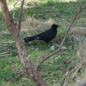 Corcorax melanorhamphos at O'Connor, ACT - 9 Sep 2023 02:20 PM