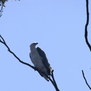 Haliaeetus leucogaster at Googong, NSW - suppressed