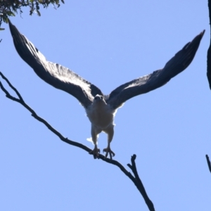 Haliaeetus leucogaster at Googong, NSW - suppressed