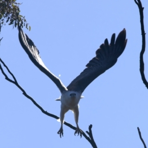 Haliaeetus leucogaster at Googong, NSW - suppressed