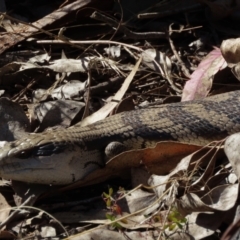 Tiliqua scincoides scincoides (Eastern Blue-tongue) at Isaacs Ridge - 11 Sep 2023 by SandraH