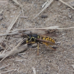 Vespula germanica at Conder, ACT - 10 Sep 2023