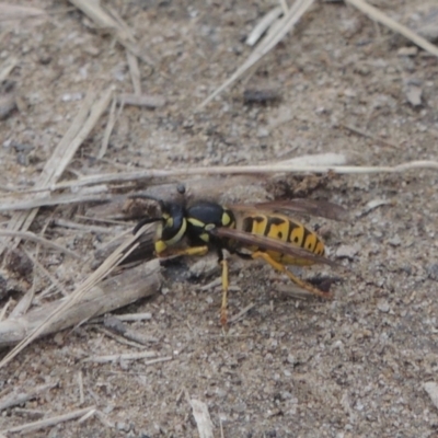 Vespula germanica (European wasp) at Conder, ACT - 10 Sep 2023 by MichaelBedingfield