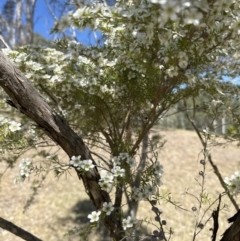 Leptospermum polygalifolium by lbradley