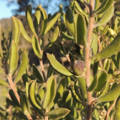 Persoonia rigida (Hairy Geebung) at Conder, ACT - 10 Sep 2023 by MichaelBedingfield