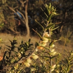 Melichrus urceolatus (Urn Heath) at Conder, ACT - 10 Sep 2023 by michaelb