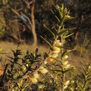 Melichrus urceolatus at Conder, ACT - 10 Sep 2023 05:36 PM