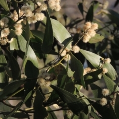 Acacia melanoxylon (Blackwood) at Conder, ACT - 10 Sep 2023 by MichaelBedingfield