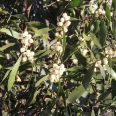 Acacia melanoxylon at Conder, ACT - 10 Sep 2023