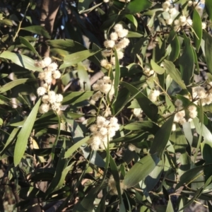 Acacia melanoxylon at Conder, ACT - 10 Sep 2023