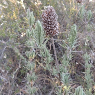 Lavandula stoechas (Spanish Lavender or Topped Lavender) at Tuggeranong Hill - 10 Sep 2023 by michaelb