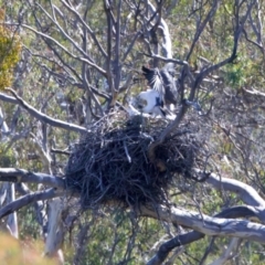 Haliaeetus leucogaster (White-bellied Sea-Eagle) at Googong Foreshore - 10 Sep 2023 by jb2602