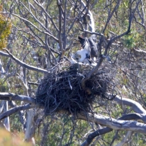 Haliaeetus leucogaster at Yarrow, NSW - 10 Sep 2023