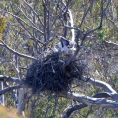 Haliaeetus leucogaster at Yarrow, NSW - 10 Sep 2023