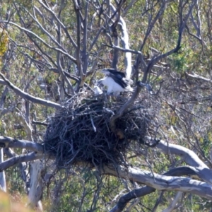 Haliaeetus leucogaster at Yarrow, NSW - 10 Sep 2023