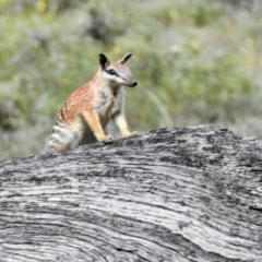 Myrmecobius fasciatus (Numbat) at suppressed - 10 Sep 2023 by HelenCross