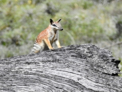 Myrmecobius fasciatus (Numbat) at  - 1 Jan 1900 by HelenCross