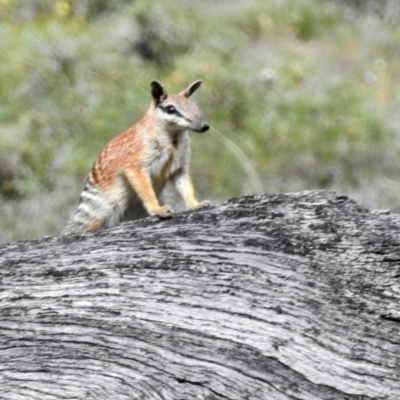 Myrmecobius fasciatus (Numbat) at Williams, WA - 10 Sep 2023 by HelenCross