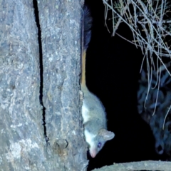 Phascogale calura (Red-tailed Phascogale) at Williams, WA - 9 Sep 2023 by HelenCross