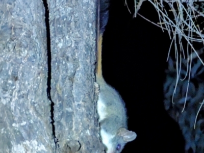 Phascogale calura (Red-tailed Phascogale) at  - 1 Jan 1900 by HelenCross