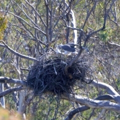 Haliaeetus leucogaster at Googong, NSW - 10 Sep 2023