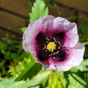 Papaver somniferum at Lyneham, ACT - 11 Sep 2023