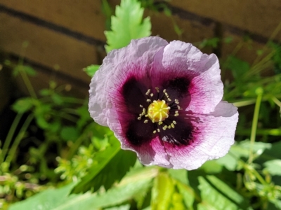 Papaver somniferum (Opium Poppy) at Lyneham, ACT - 11 Sep 2023 by trevorpreston