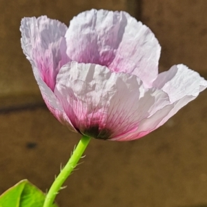 Papaver somniferum at Lyneham, ACT - 11 Sep 2023