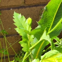 Papaver somniferum at Lyneham, ACT - 11 Sep 2023