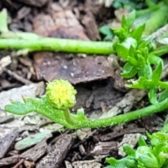 Cotula australis (Common Cotula, Carrot Weed) at O'Connor, ACT - 11 Sep 2023 by trevorpreston