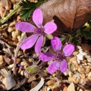 Erodium cicutarium at O'Connor, ACT - 11 Sep 2023 11:57 AM