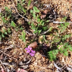 Erodium cicutarium at O'Connor, ACT - 11 Sep 2023 11:57 AM