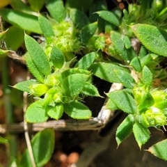 Paronychia brasiliana (Brazilian Whitlow) at O'Connor, ACT - 11 Sep 2023 by trevorpreston