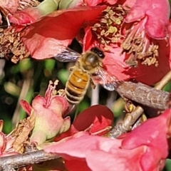 Apis mellifera (European honey bee) at O'Connor, ACT - 11 Sep 2023 by trevorpreston