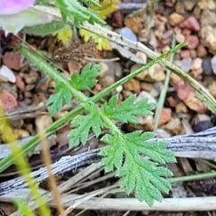 Erodium cicutarium at O'Connor, ACT - 11 Sep 2023 11:51 AM