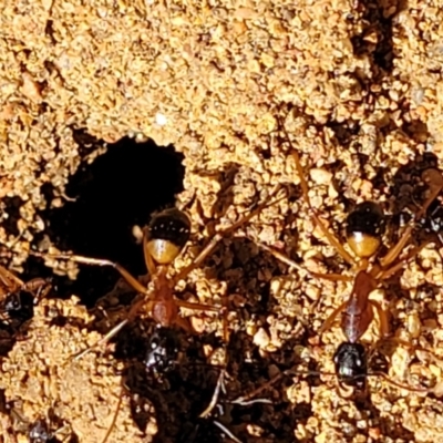 Camponotus consobrinus (Banded sugar ant) at Banksia Street Wetland Corridor - 11 Sep 2023 by trevorpreston