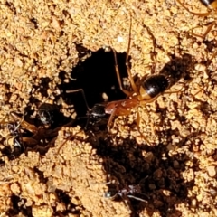 Camponotus consobrinus at O'Connor, ACT - 11 Sep 2023 11:50 AM