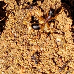 Camponotus consobrinus at O'Connor, ACT - 11 Sep 2023 11:50 AM