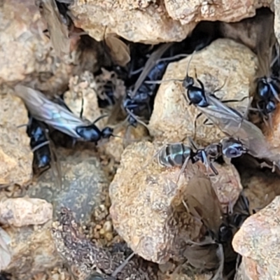 Iridomyrmex rufoniger (Tufted Tyrant Ant) at Banksia Street Wetland Corridor - 11 Sep 2023 by trevorpreston