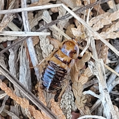 Robshelfordia circumducta (Shelford's Variable Cockroach) at Banksia Street Wetland Corridor - 11 Sep 2023 by trevorpreston